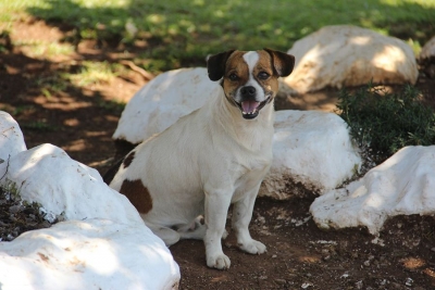 Começa credenciamento de clinicas para atender Programa de Controle Populacional de cães e gatos em Paraí