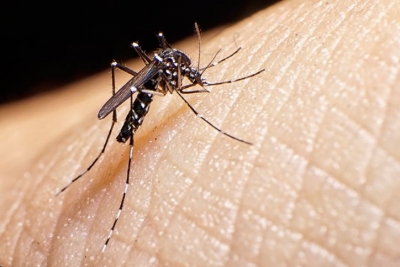 Caso suspeito de Dengue é notificado em Paraí